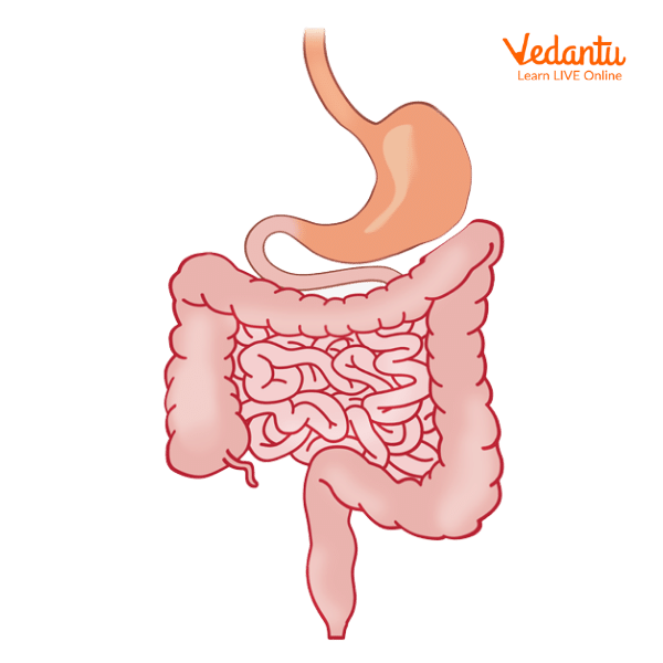 Stomach and Intestines