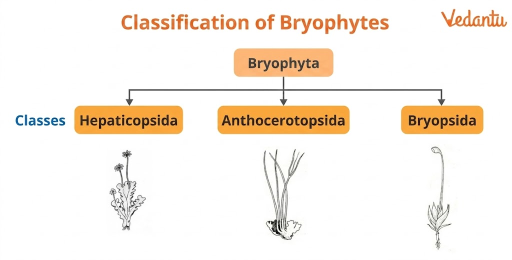 classification of bryophytes