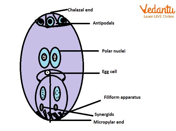 Embryo sac (Diagrammatic)