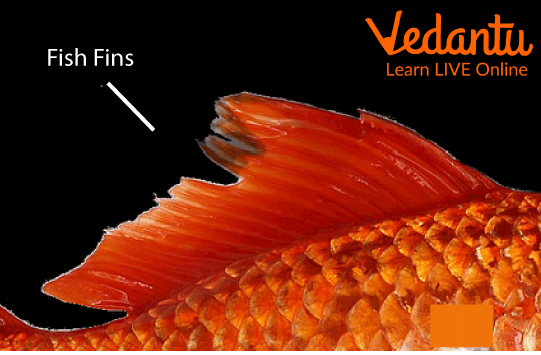 Fish Fin