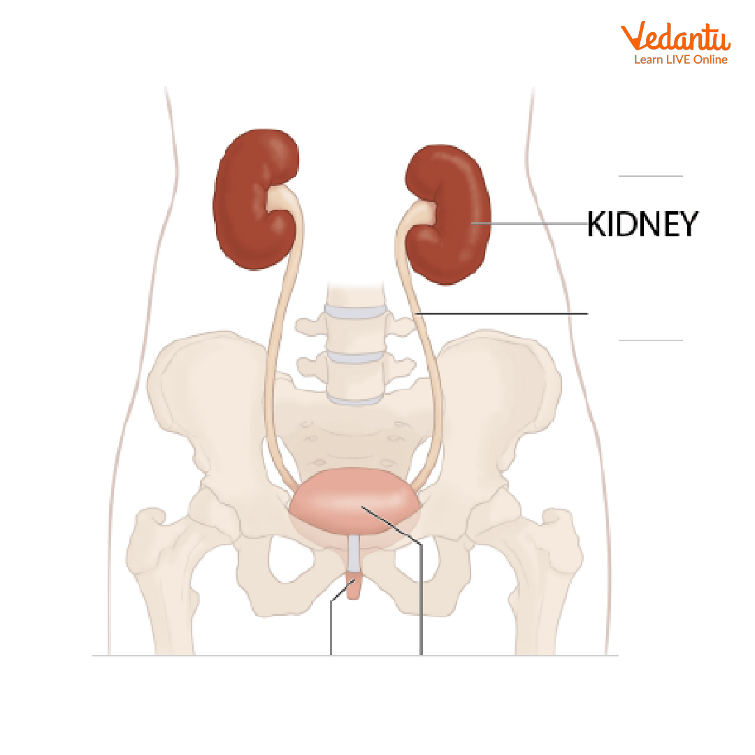 Location of the kidneys