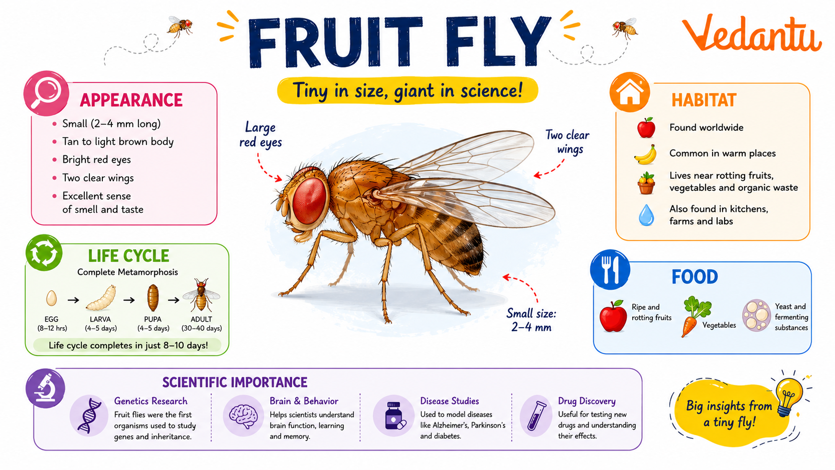 Fruit Fly