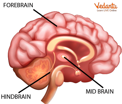 Brain Picture for Kids: Three Types of Brain.