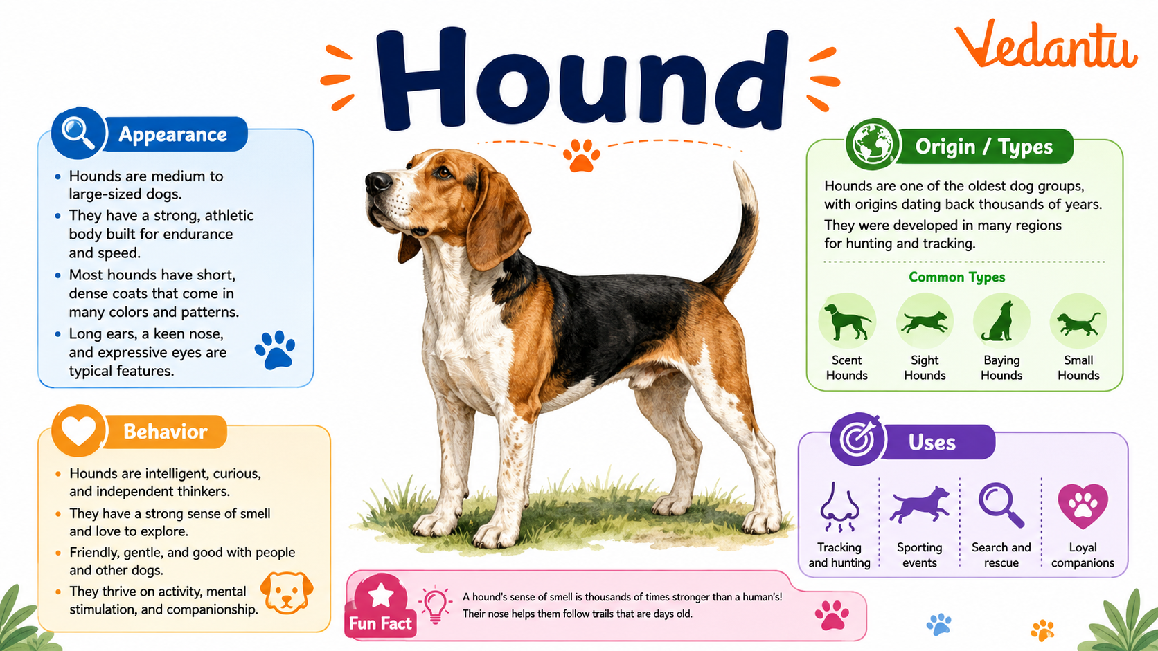 Hound dog standing alert