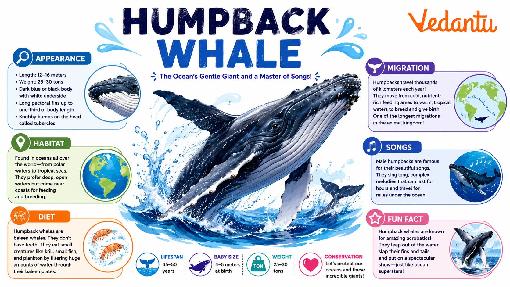 Humpback Whale swimming in the ocean