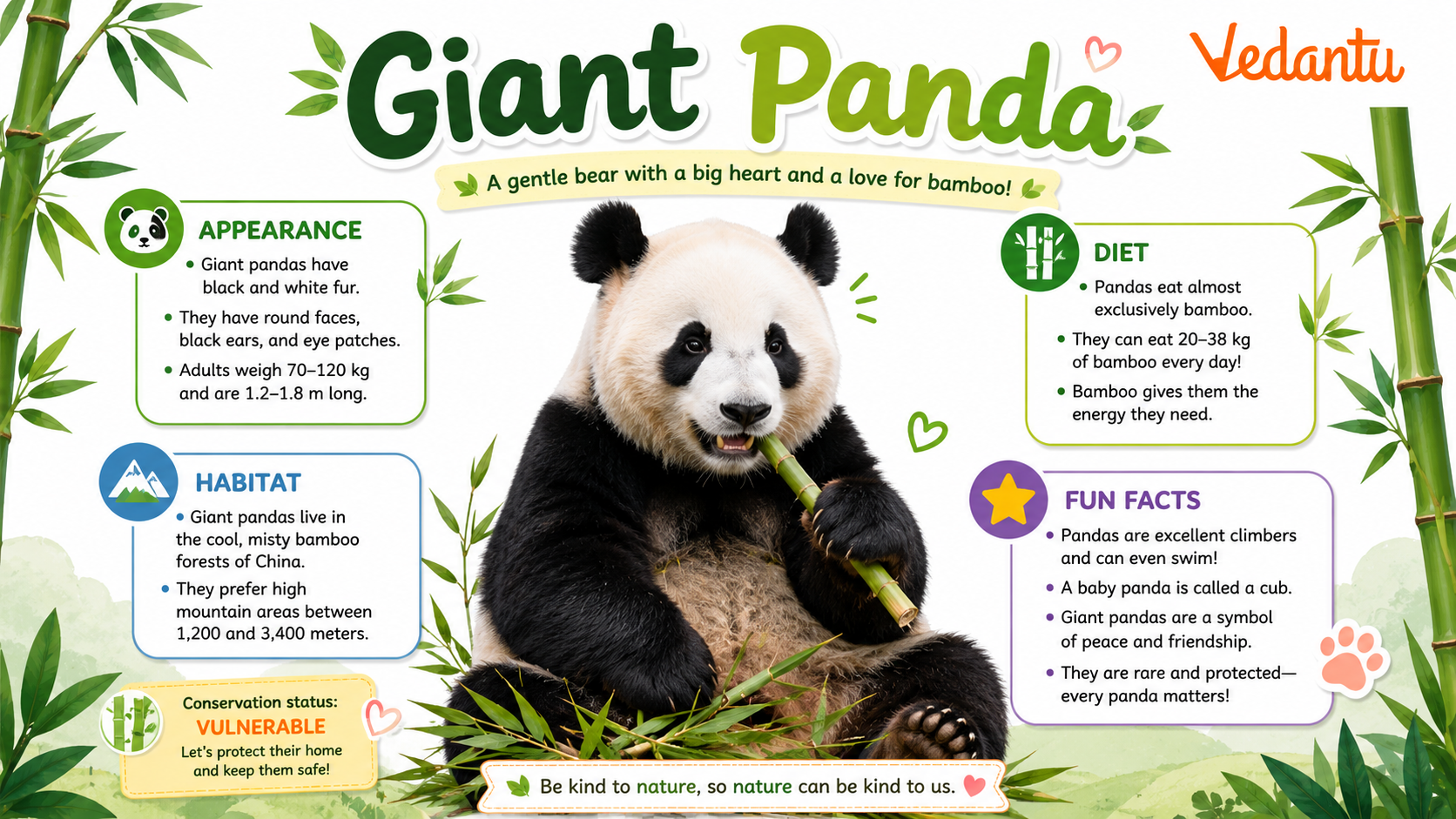 Giant Panda sitting and eating bamboo