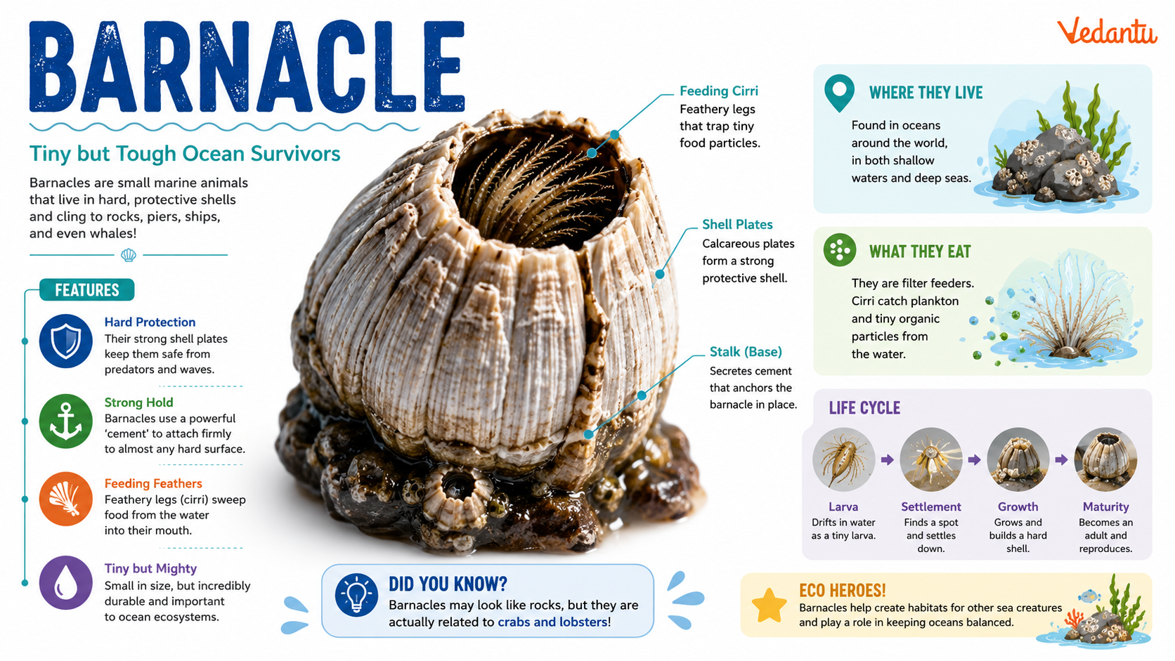 Barnacle attached to rock surface in ocean habitat
