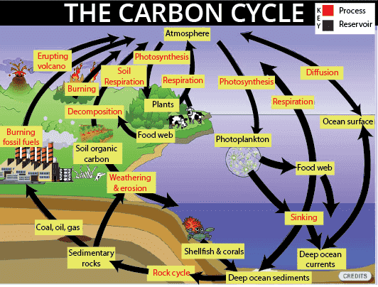 Ecosystem – Carbon Cycle