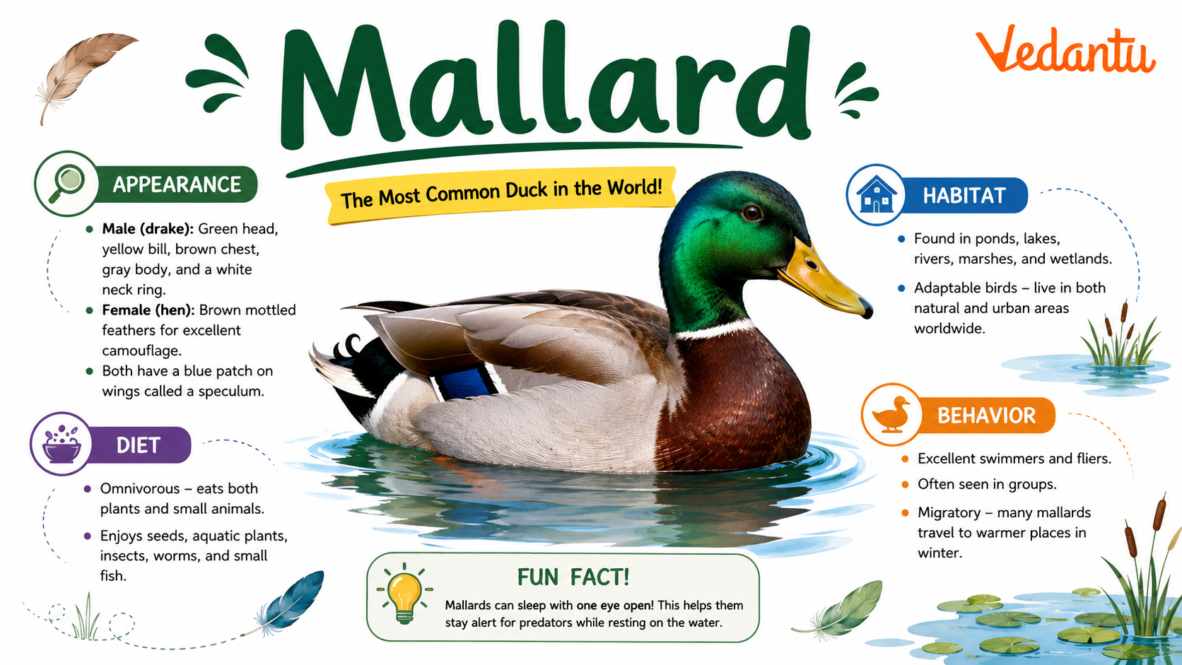 Mallard duck with green head and brown body standing near water