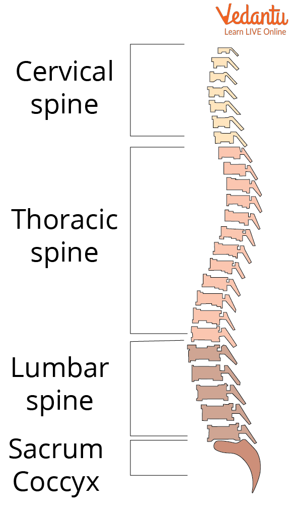 Structure of the Spinal Cord