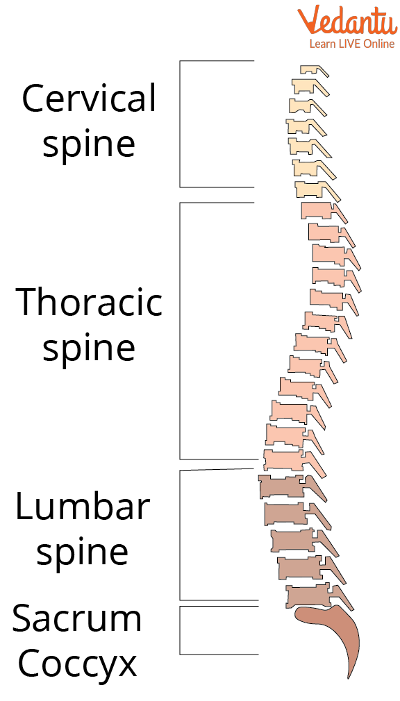 Lumbar Vertebrae - Definition, Function & Structure