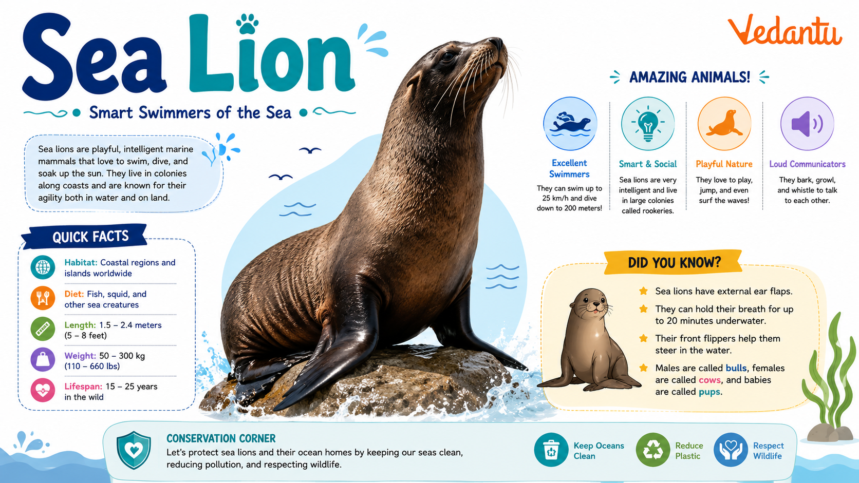 Sea Lion