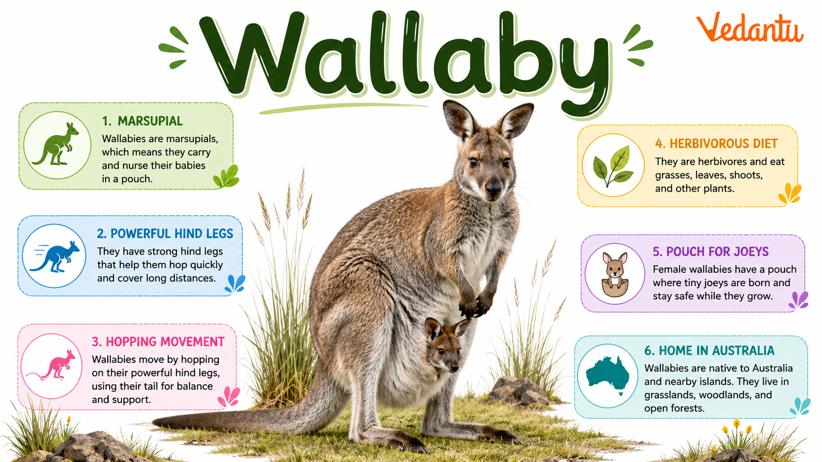 Wallaby