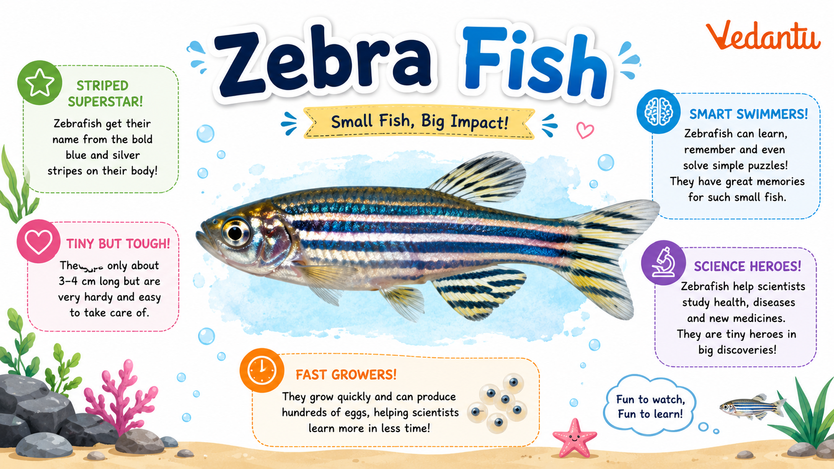 Zebra Fish