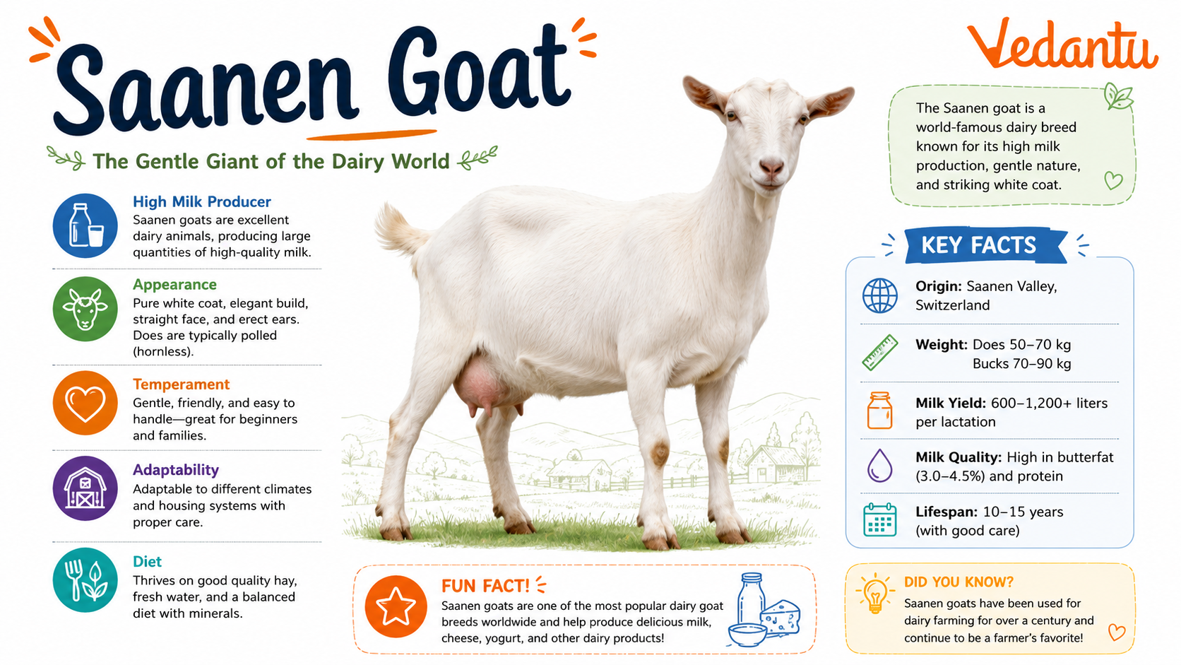 Saanen Goat