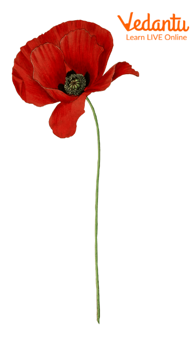 Poppy