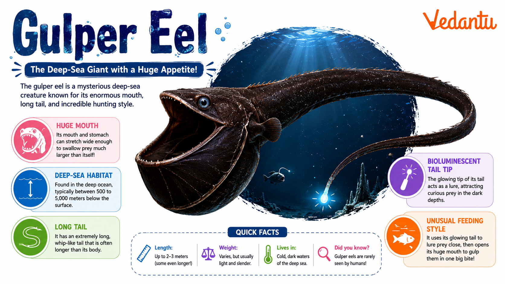 Gulper Eel deep sea fish with large expandable mouth