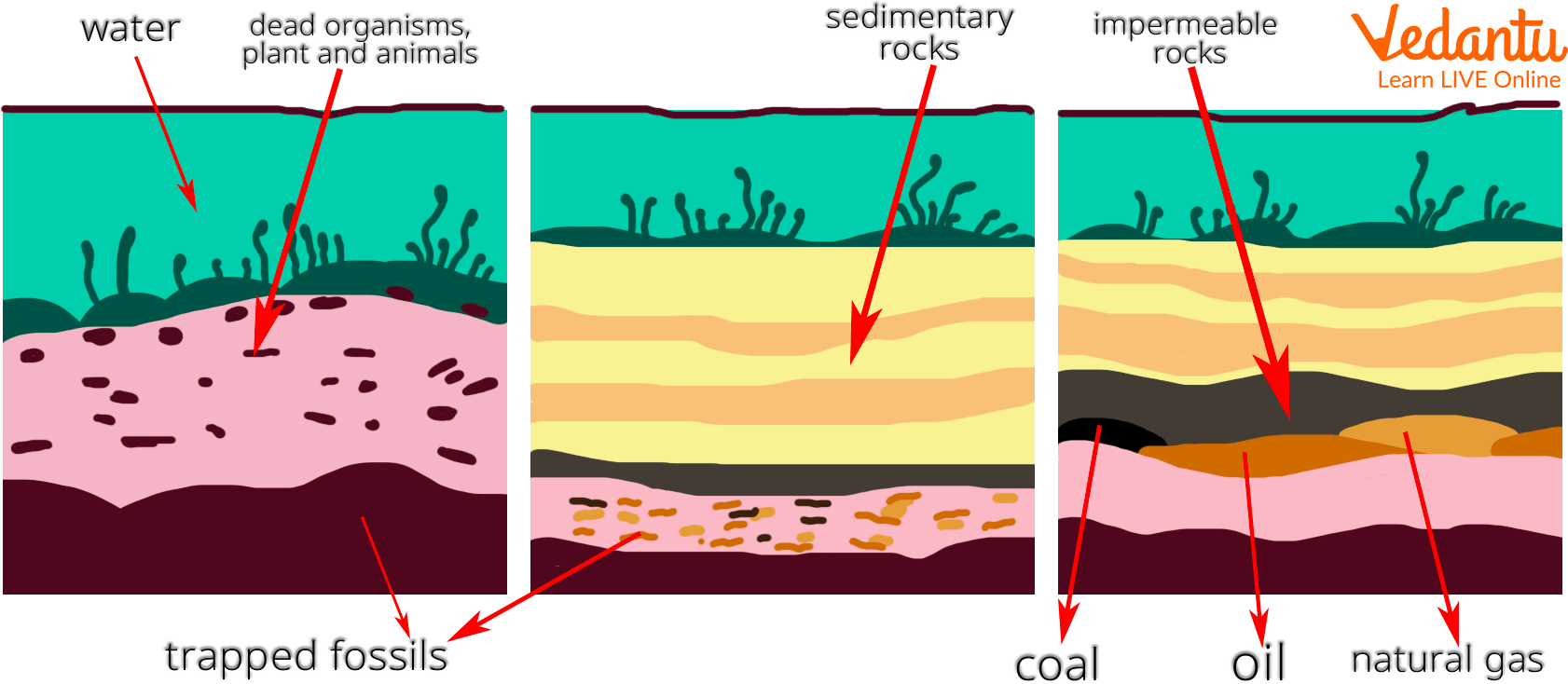 Petroleum formation