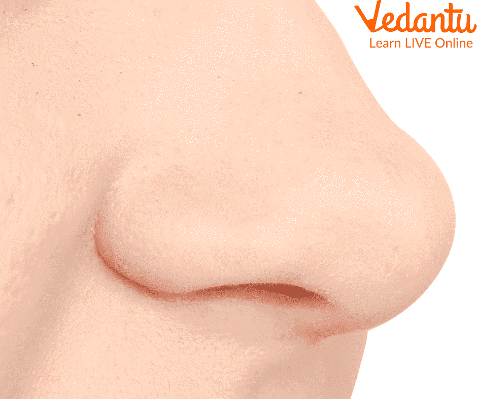 Image of a nose