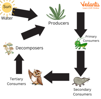 Food chain