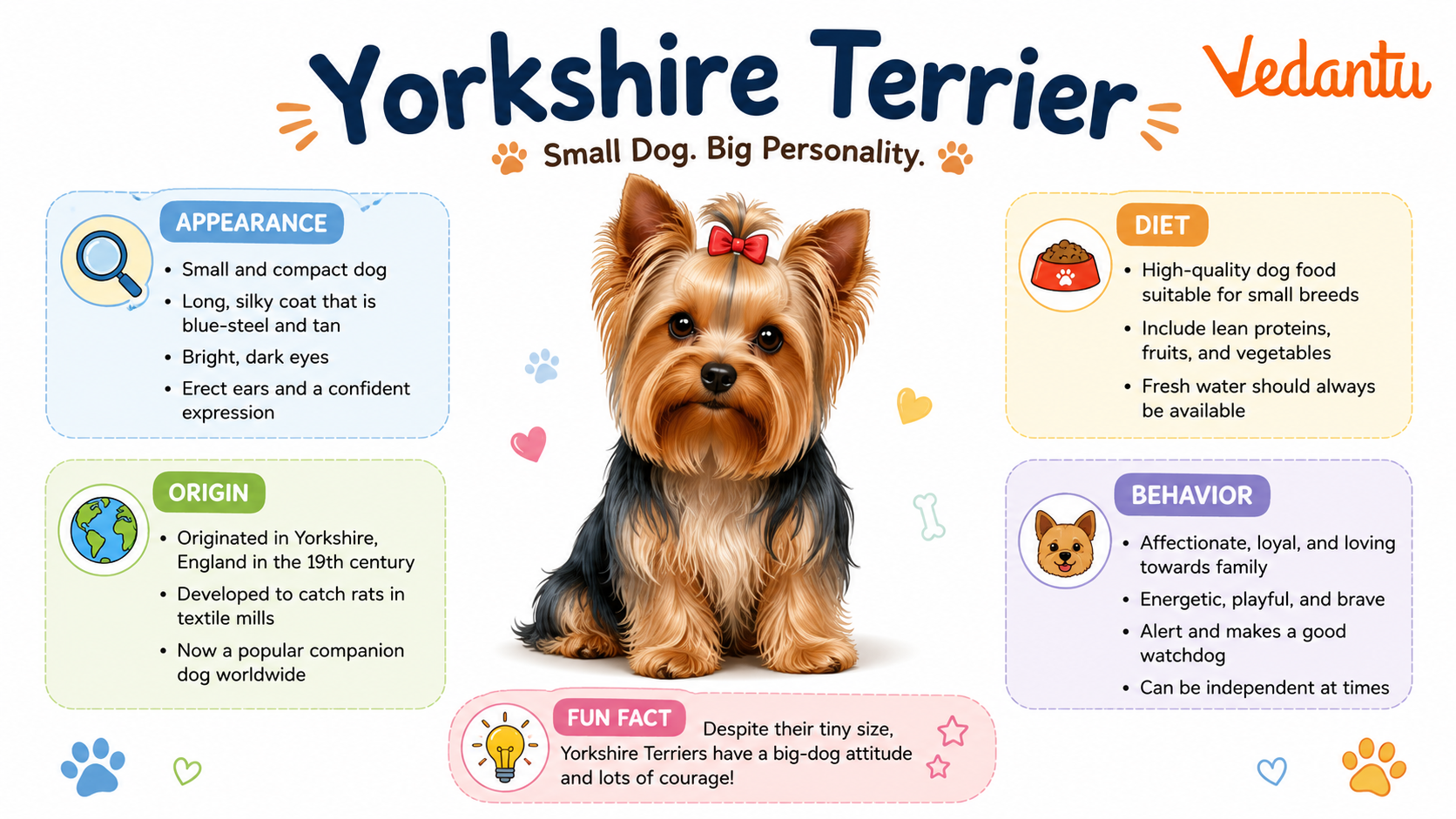 Yorkshire Terrier dog with silky coat standing alert