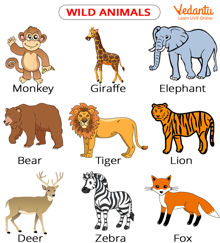 Learn Animal Pictures with Names with a Moral. Click here!