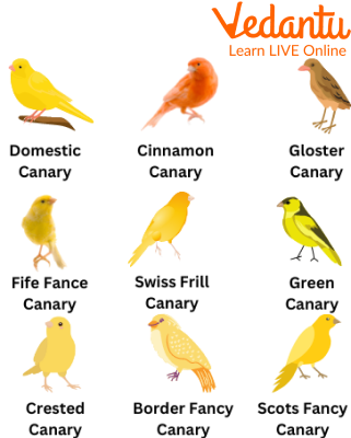 Different Types of Canary Birds