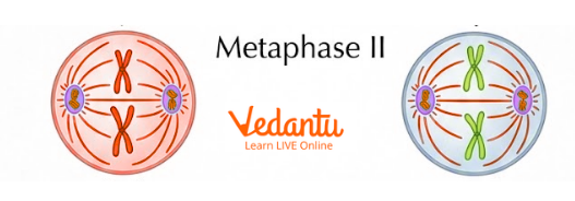 Meiosis II - Metaphase II