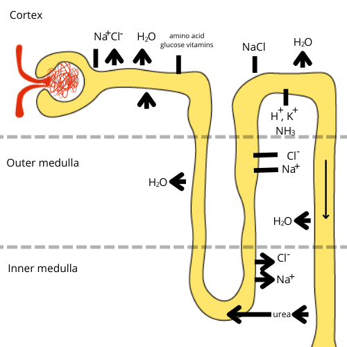 Functions of Tubules of Nephron