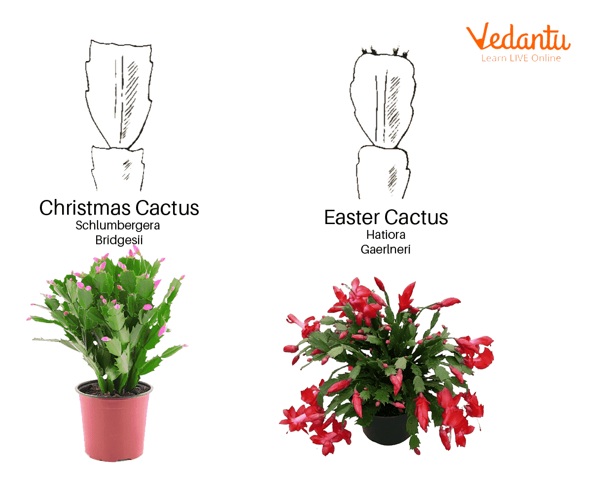 Difference Between Christmas and Easter Cactus