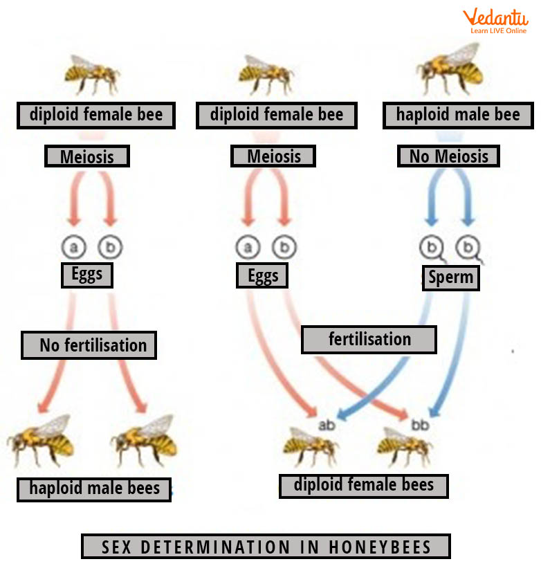 Haplodiploidy in Honey Bees