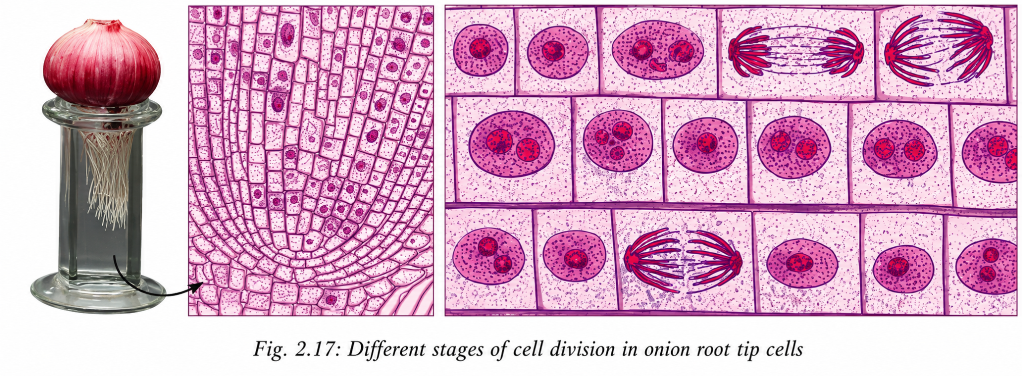 the structure of actively dividing cells in the onion root tip and observe different stages of mitosis under a microscope.png