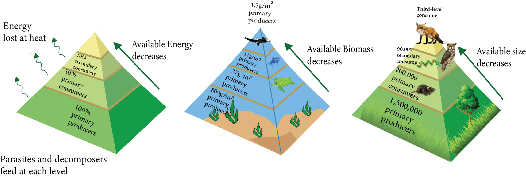 Ecological Pyramid