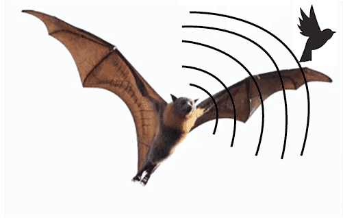 Bats use echolocation to guide them in flying at night