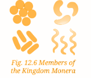 Their shapes are similar to those shown in Fig. 12.6..png