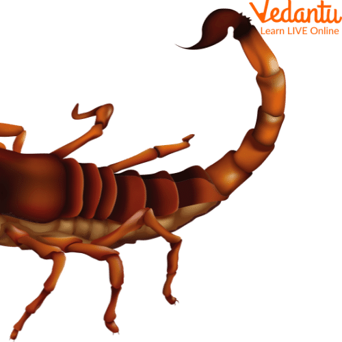 A Scorpion Tail