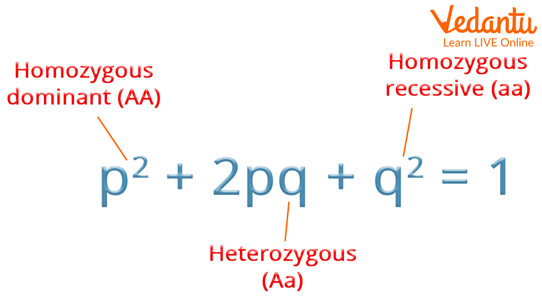 Hardy Weinberg Equation