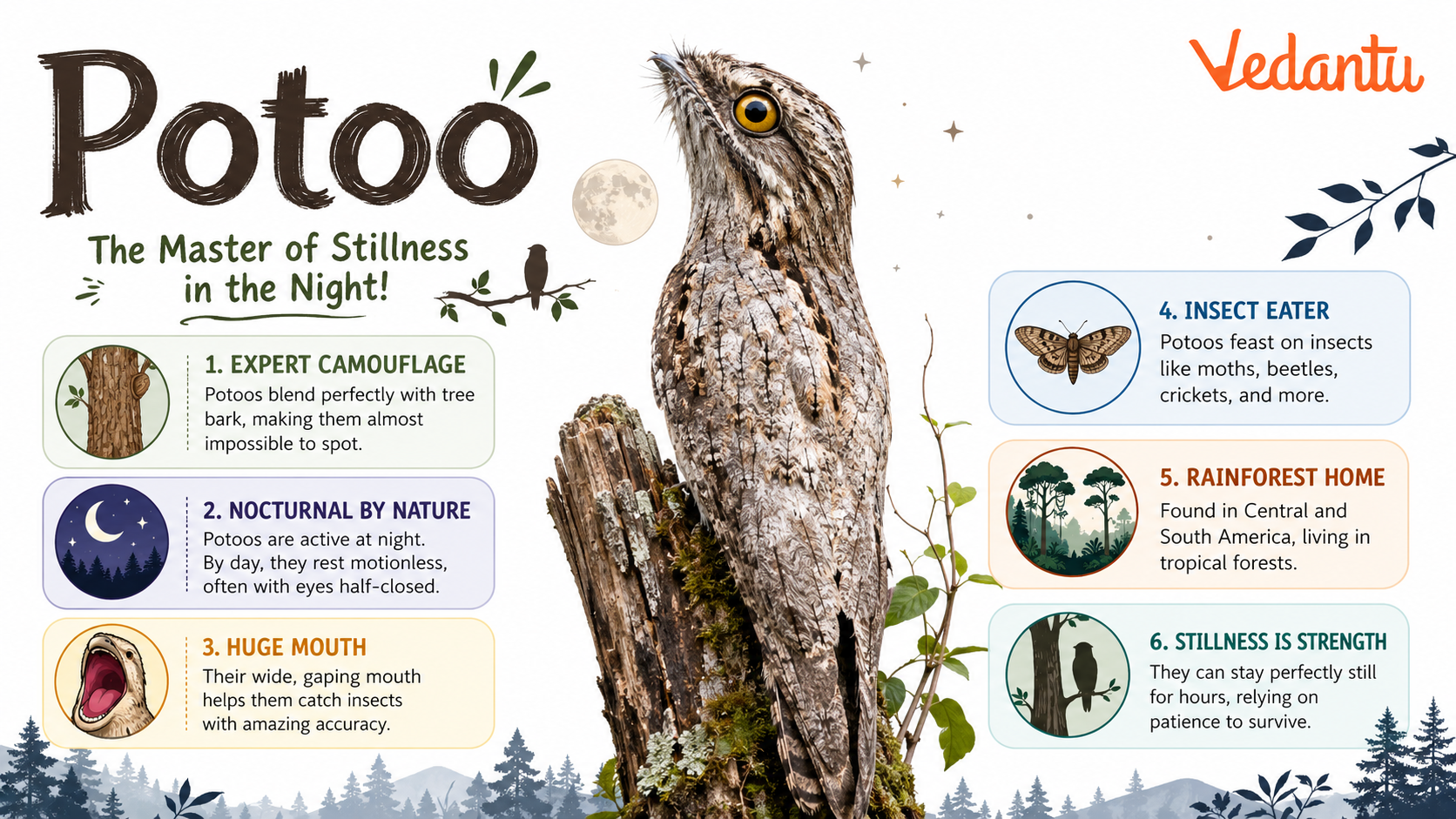 Potoo bird perched on tree branch showing camouflage characteristics
