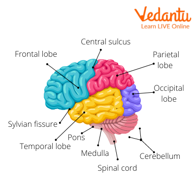 Anatomy of the Human Brain