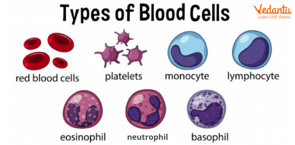 Types of Blood Cells