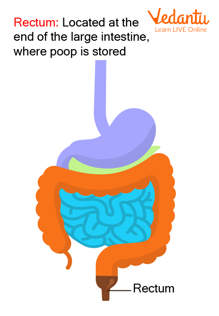 Large Intestine