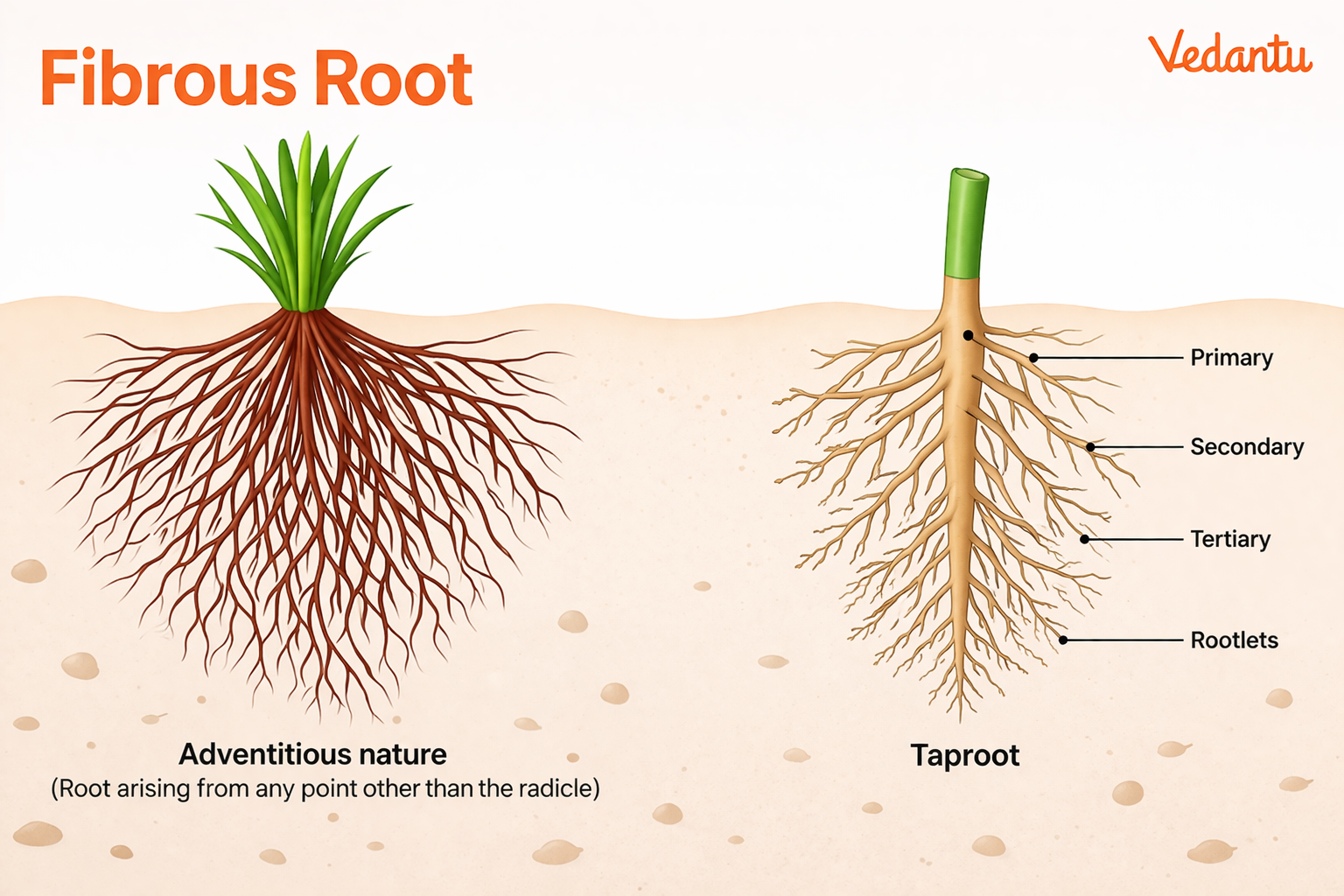 fibrous and tap root