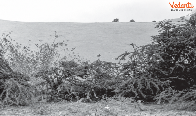 Figure 5.4 – Tropical Thorn Forests