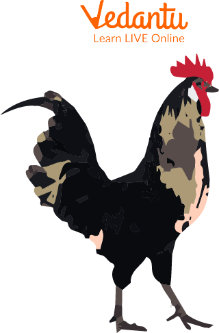 Chicken