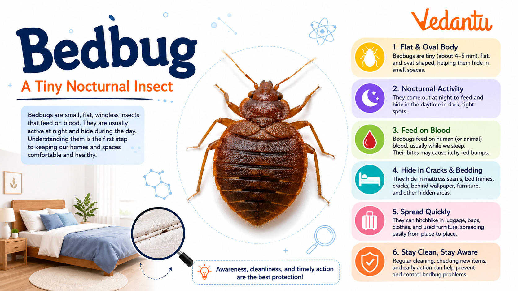 Bedbug insect close view