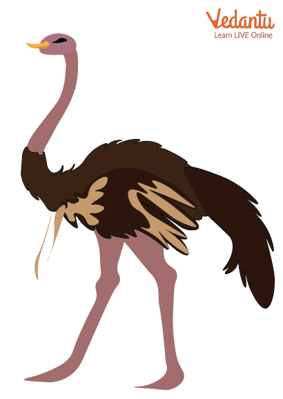 Ostrich