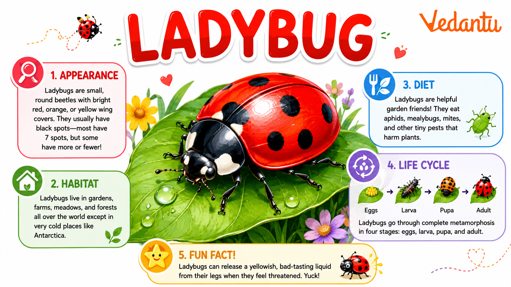Ladybug on a green leaf showing its red wings with black spots