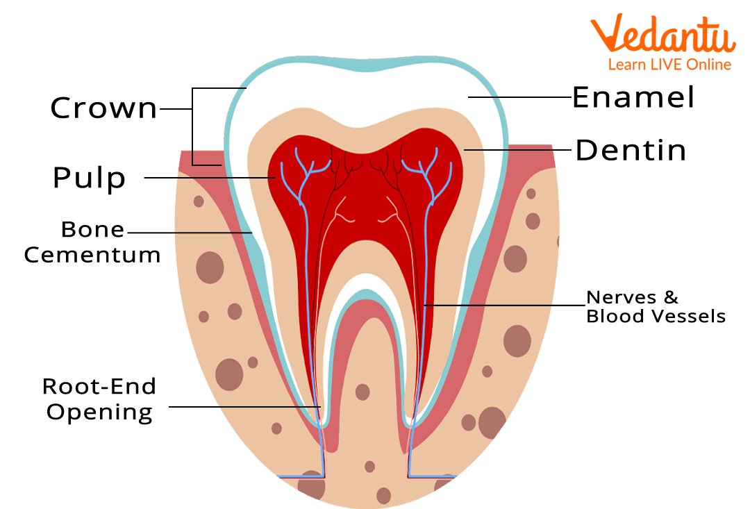 Image of the parts of a tooth