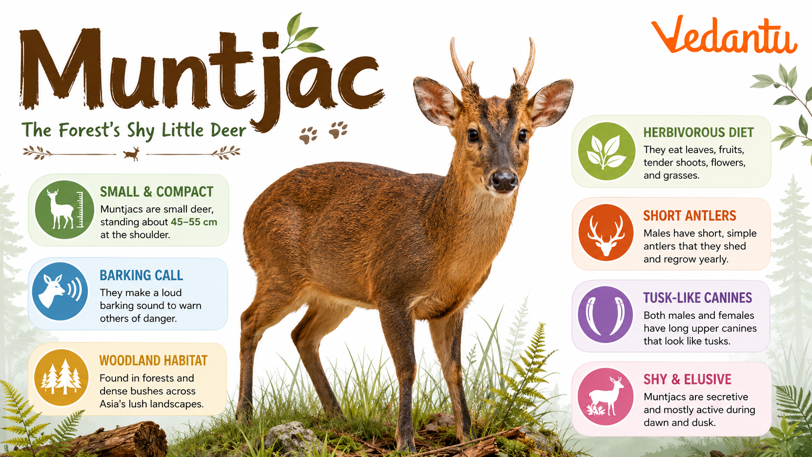 Muntjac deer standing in forest habitat