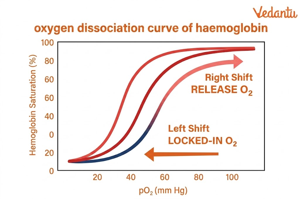 oxygen dissociation curve of haemoglobin